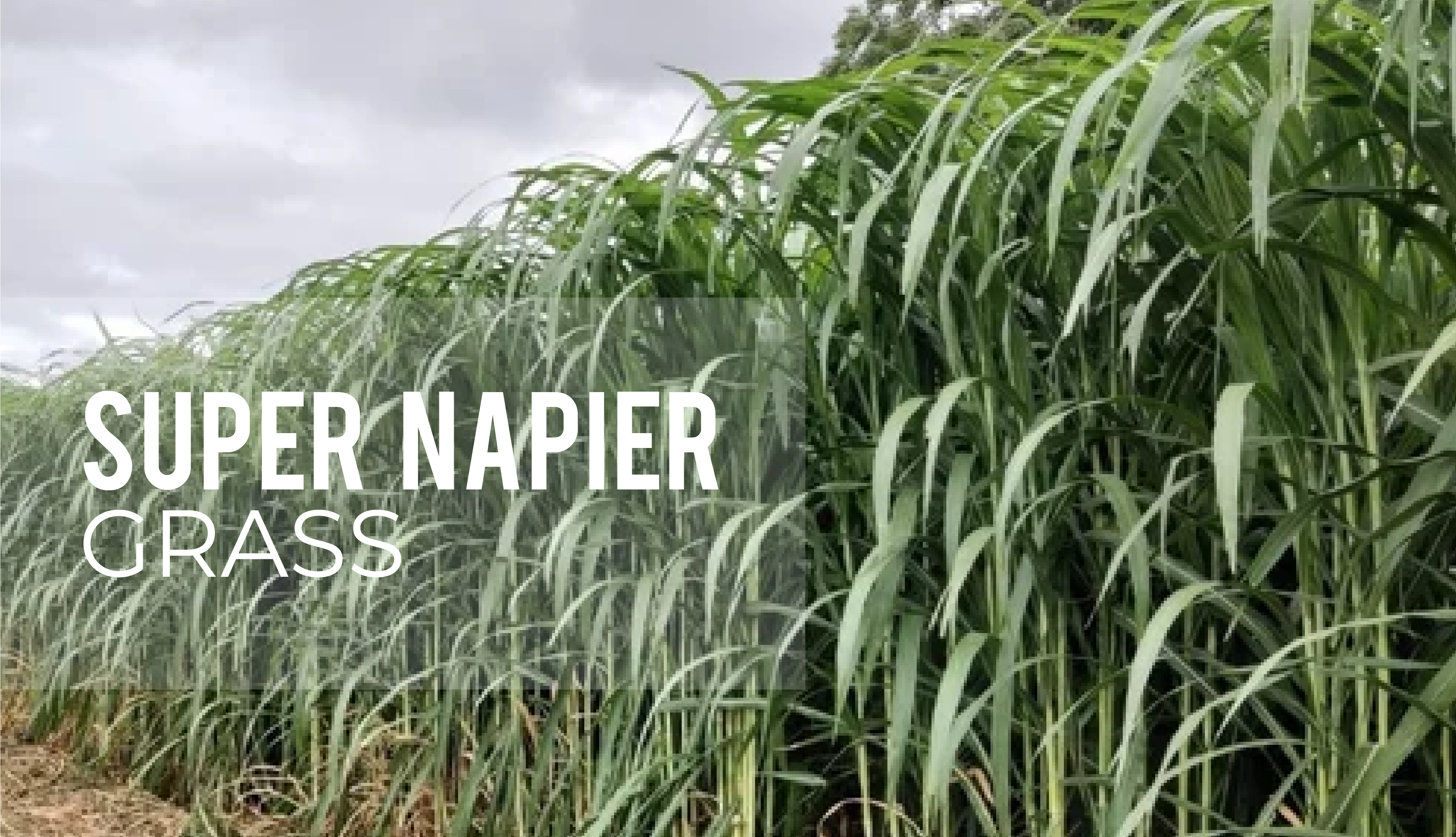 How to plant Super Napier grass